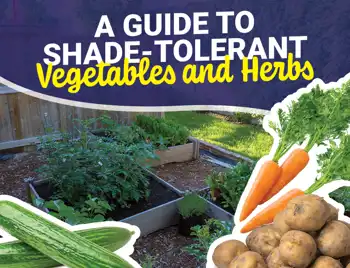 guide to shade tolerant vegetables and herbs - Viva Fresh food