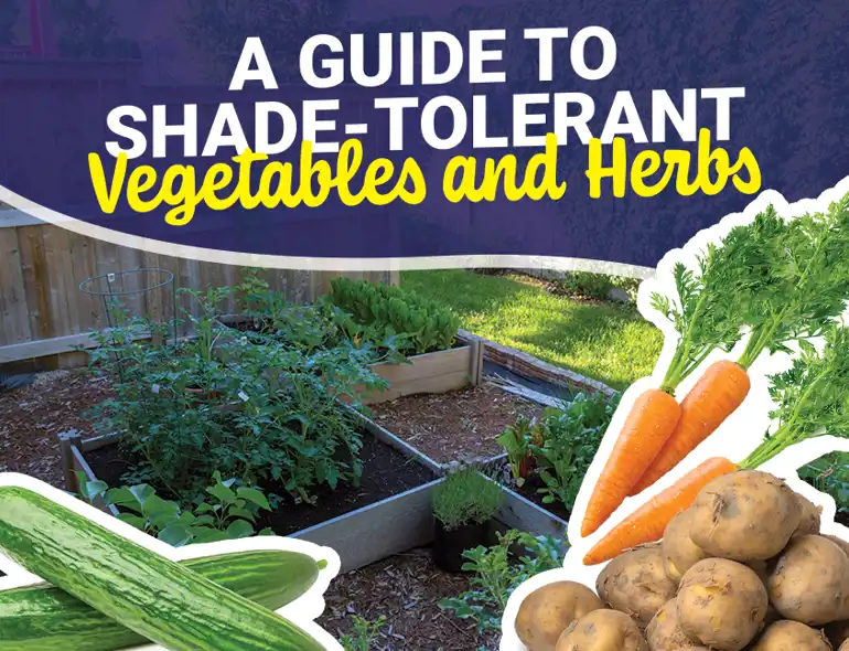 guide to shade tolerant vegetables and herbs - Viva Fresh food