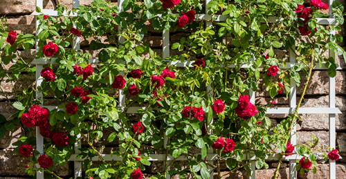 Bush of red roses growing on a white trellis