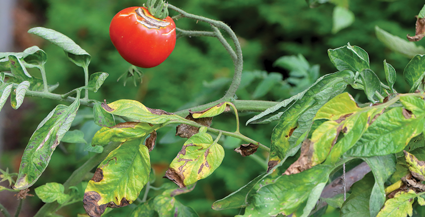 Identify Common Tomato Diseases