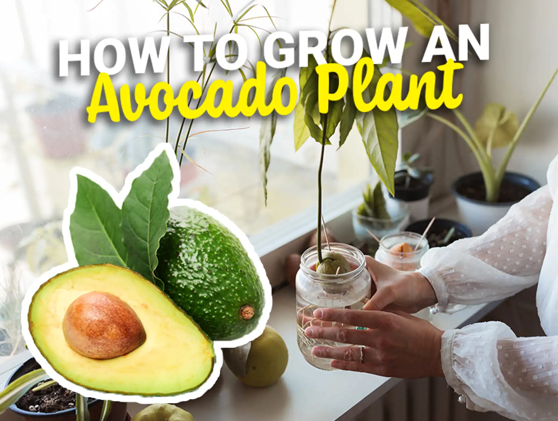 How to Grow an Avocado Plant from Seed: A Comprehensive Guide | Viva ...