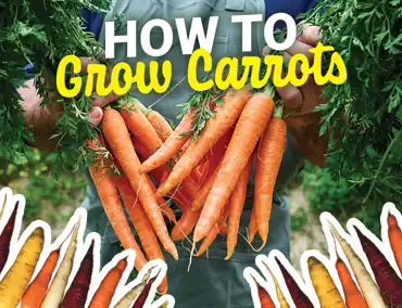 Carrots Cover