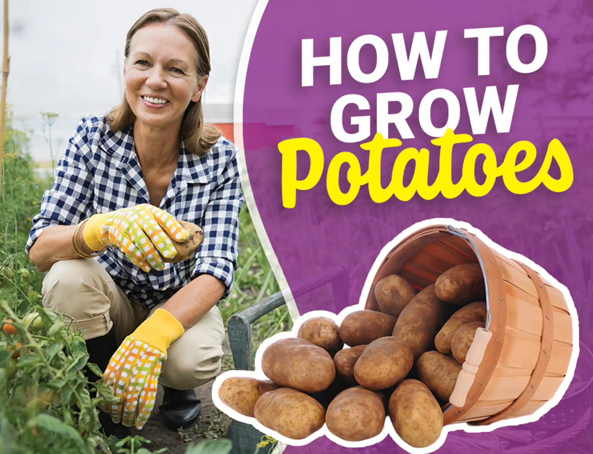 how-to-plant-a-potato-viva-fresh-food-your-home-for-the-world-s