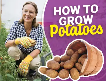 How to grow potatoes -   Viva Fresh Food
