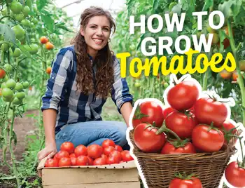 Tomato Cover